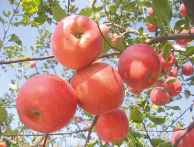 苹果放进冷藏库前需要预冷吗?